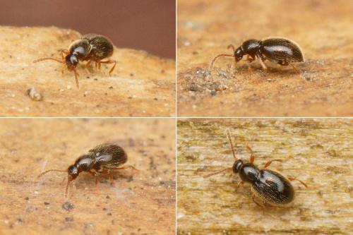 Réf. 164 866 : Stenichnus sp.