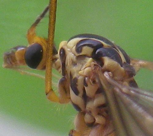 Nephrotoma quadrifaria