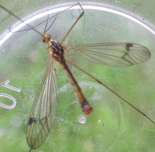 Nephrotoma quadrifaria