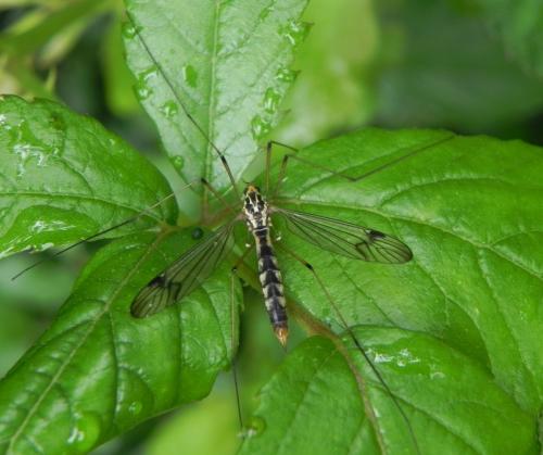 Nephrotoma quadrifaria