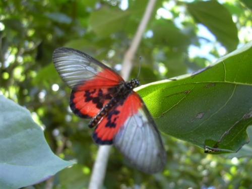 Réf. 164 813 : Acraea lia