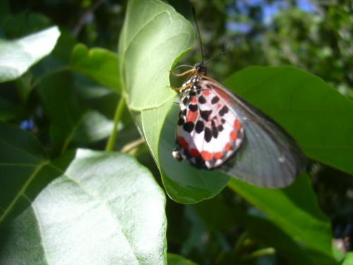 Acraea lia