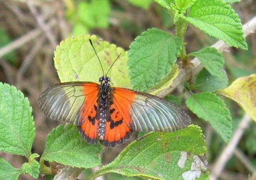 Réf. 164 816 : Acraea lia