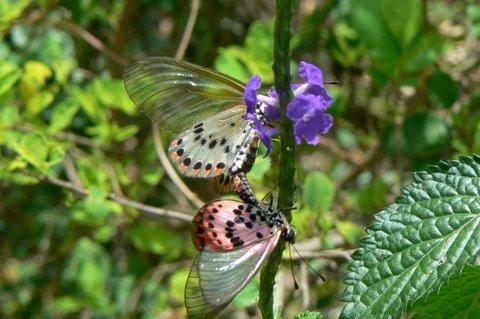 Acraea ranavalona