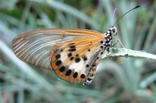 Acraea ranavalona