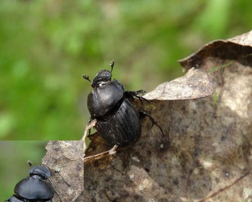 Onthophagus verticicornis