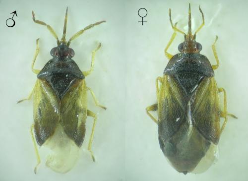 Orius laticollis