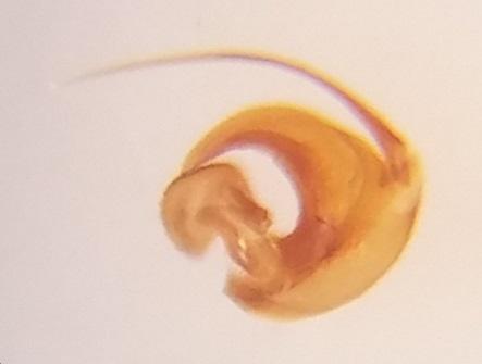 Orius laticollis