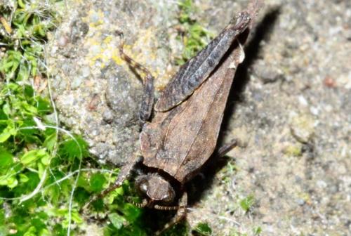 Réf. 164 640 : Tetrix subulata