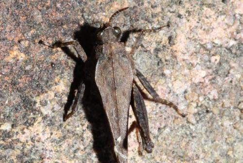 Réf. 164 464 : Tetrix subulata