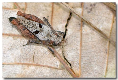 Tetrix sp.