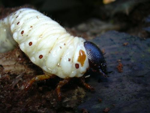 Oryctes sp.