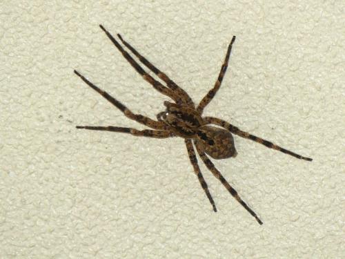 Zoropsis spinimana