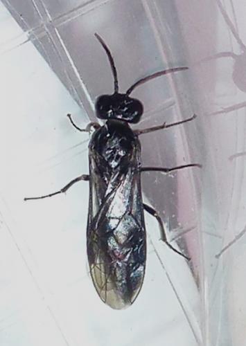 Cladardis elongatula