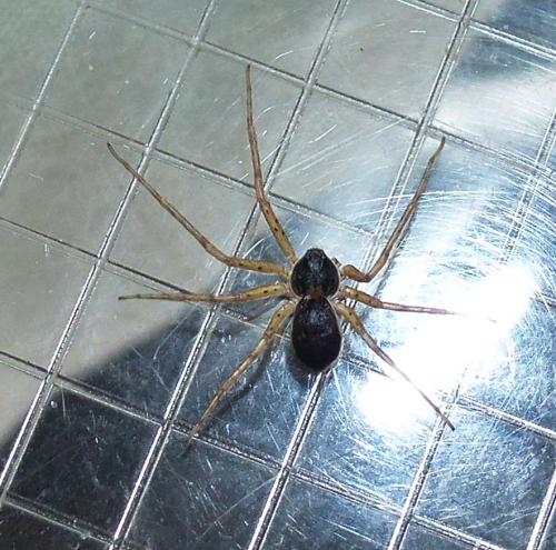 Philodromus dispar