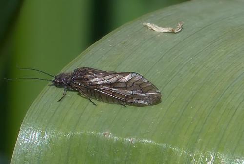 Sialis sp.