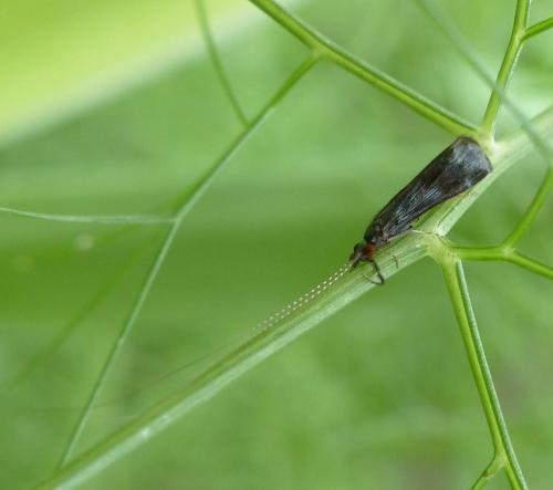 Réf. 164 033 : Mystacides sp.