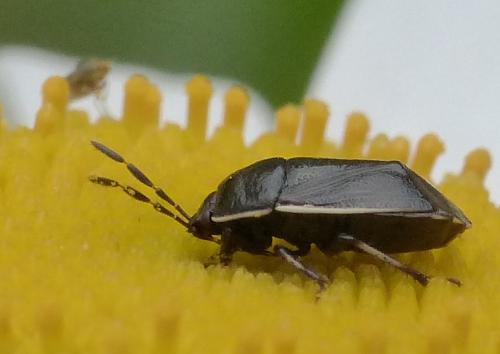 Adomerus maculipes
