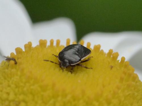 Adomerus maculipes
