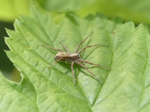 Philodromus sp.