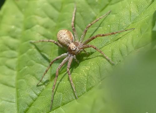 Philodromus sp.