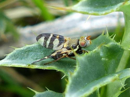 Urophora terebrans