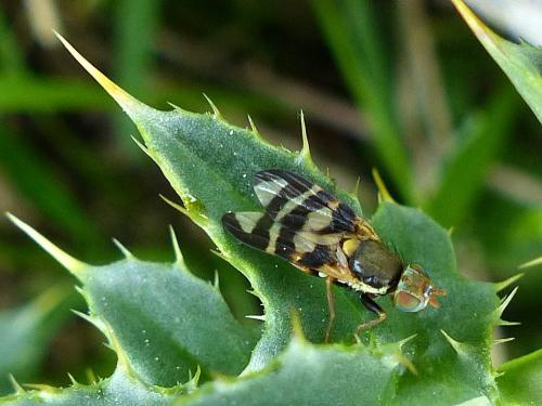 Urophora terebrans