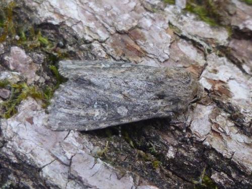 Réf. 164 809 : Apamea anceps