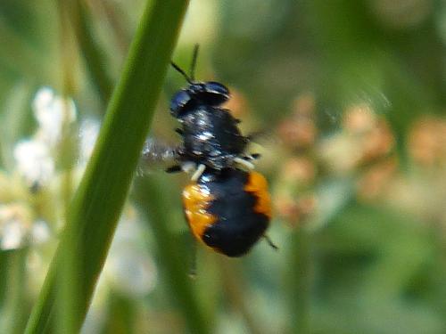 Réf. 164 635 : Odontomyia flavissima
