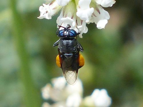 Réf. 164 636 : Odontomyia flavissima