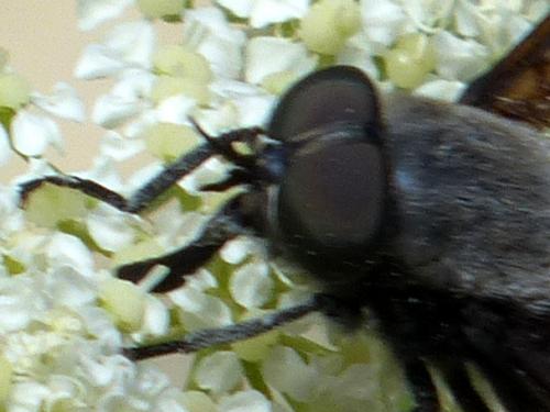 Réf. 164 784 : Dasyrhamphis ater