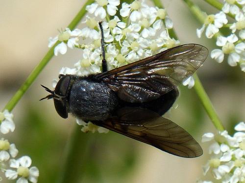 Dasyrhamphis ater