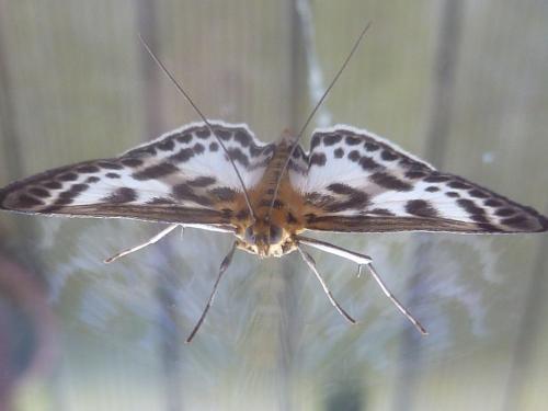 Réf. 164 687 : Anania hortulata