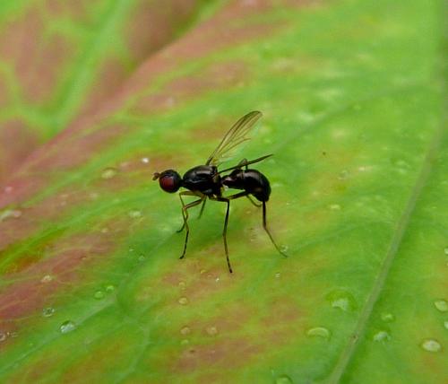 Nemopoda nitidula