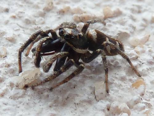 Salticus scenicus