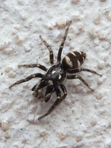 Réf. 164 725 : Salticus scenicus