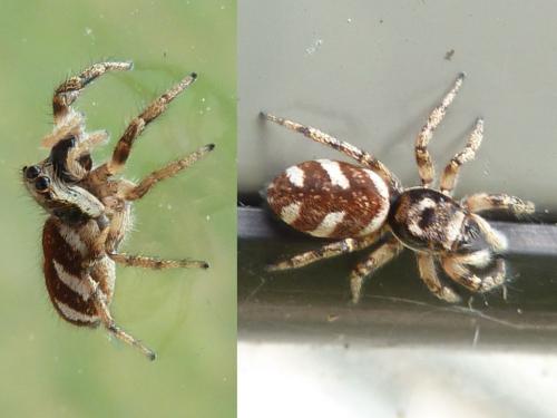 Salticus scenicus