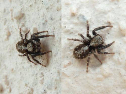 Pseudeuophrys lanigera