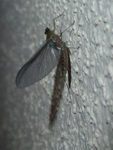 Cloeon dipterum