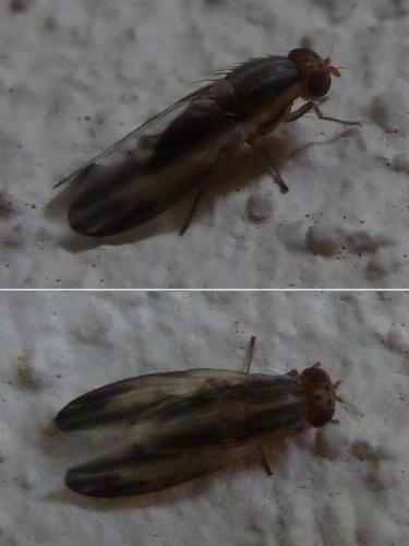Peplomyza sp.