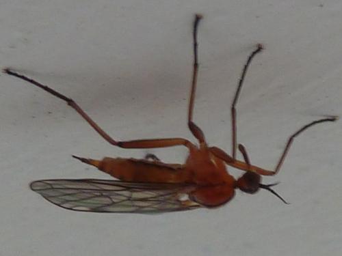 Empis stercorea