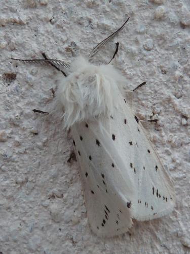 Réf. 164 068 : Spilosoma lubricipeda