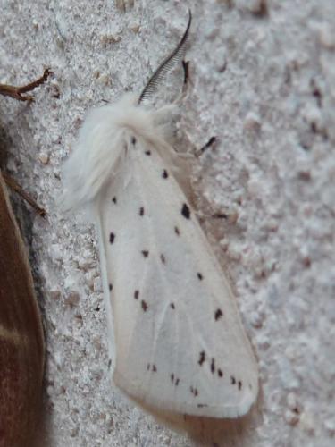 Réf. 164 069 : Spilosoma lubricipeda