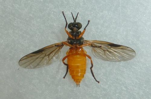 Beris vallata