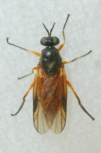 Réf. 164 561 : Beris vallata