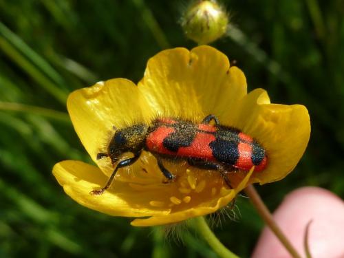 Réf. 164 584 : Trichodes alvearius