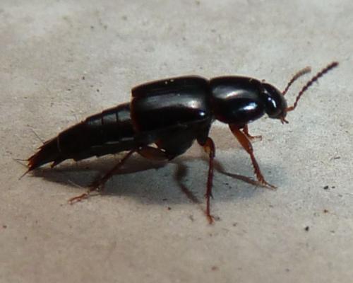 Tachinus sp.