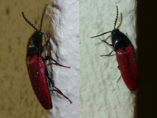 Ampedus sp.