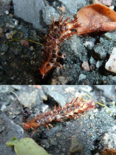 Drilus flavescens