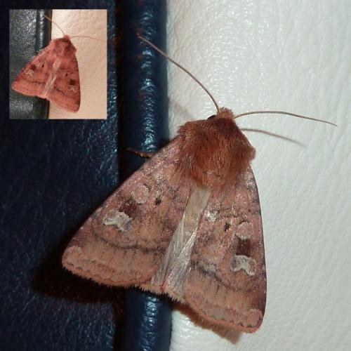 Diarsia rubi